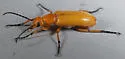 Zonitis atripennis
