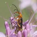 Zonitis atripennis - photo 2