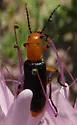 Zonitis atripennis - photo 3