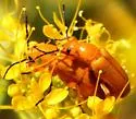 Zonitis atripennis - photo 4