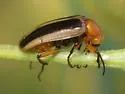 Zonitis bilineata