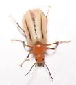 Zonitis bilineata - photo 3
