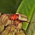 Zonitis bilineata - photo 4