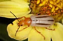 Zonitis bilineata - photo 5