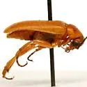 Zonitis cribricollis - photo 3