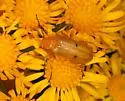 Zonitis dunniana