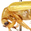 Zonitis dunniana - photo 3