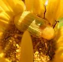 Zonitis dunniana - photo 4