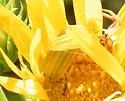 Zonitis dunniana - photo 5