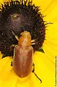 Zonitis perforata - Zonitis perforata