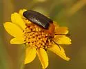 Zonitis punctipennis