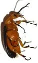 Zonitis punctipennis - photo 2