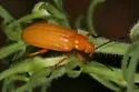 Zonitis punctipennis - photo 3