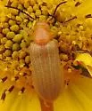 Zonitis punctipennis - photo 4