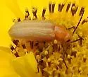 Zonitis punctipennis - photo 5