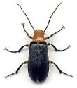 Zonitis vermiculata - Zonitis vermiculata