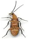 Zonitis vermiculata - photo 2