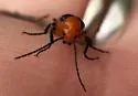 Zonitis vermiculata - photo 4
