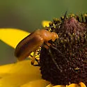 Zonitis vittigera - photo 3
