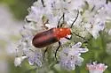 Zonitis vittigera - photo 4
