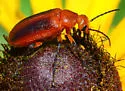 Zonitis vittigera - photo 5