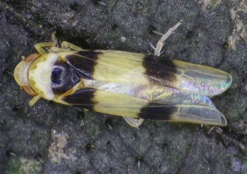 Zonocyba bifasciata