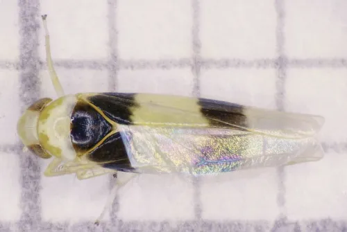 Zonocyba bifasciata - photo 2