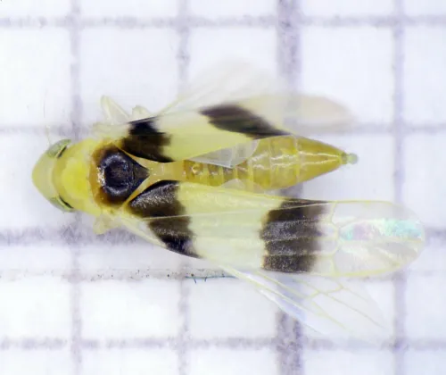 Zonocyba bifasciata - photo 3
