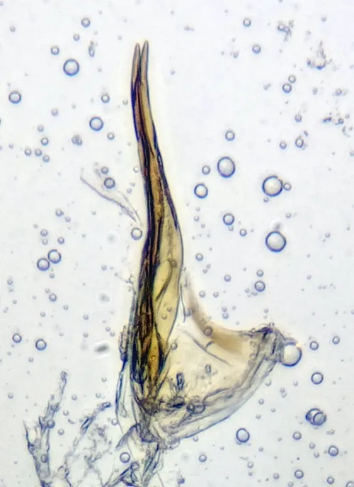 Zonocyba bifasciata - photo 4