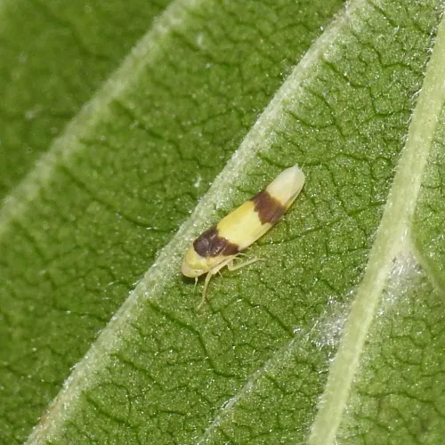 Zonocyba bifasciata - photo 5