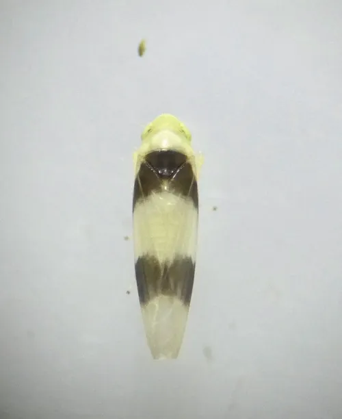 Zonocyba bifasciata - photo 7