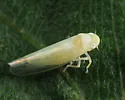 Zonocyba hockingensis