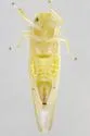 Zonocyba hockingensis - photo 2