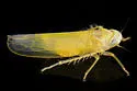 Zonocyba hockingensis - photo 3