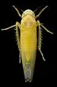 Zonocyba hockingensis - photo 4
