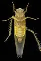 Zonocyba hockingensis - photo 5