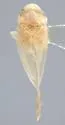 Zonocyba hollandi - photo 2