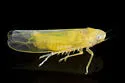 Zonocyba persephone