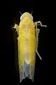 Zonocyba persephone - photo 2