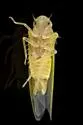 Zonocyba persephone - photo 3