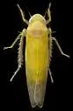 Zonocyba persephone - photo 5