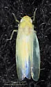 White Apple Leafhopper