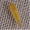 White Apple Leafhopper - photo 2