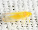 White Apple Leafhopper - photo 3