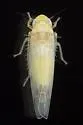 White Apple Leafhopper - photo 4