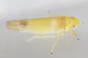 White Apple Leafhopper - photo 5