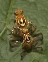 Pepper Maggot - Zonosemata electa