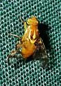 Pepper Maggot - photo 2
