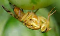 Pepper Maggot - photo 3