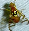 Pepper Maggot - photo 4